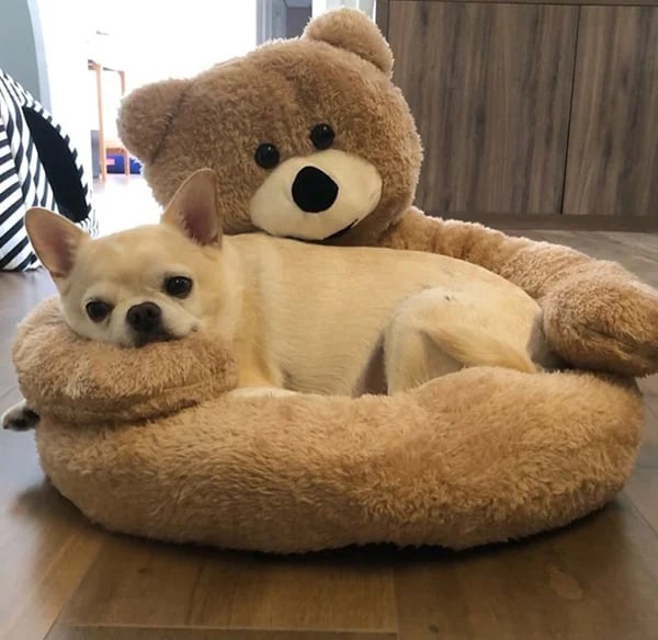 CozyPaws™ Ultimate Pet Comfort