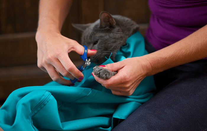 CatPack™ Comfortable Travel Solution