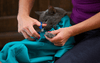 CatPack™ Comfortable Travel Solution