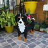 PawPlanter™ Green Pet Oasis