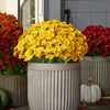 Artificial Mum Flowers | UV-Resistant Silk Blend | Lifelike Fall Decor