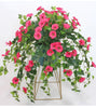 GloryBloom™ Everlasting Floral Beauty