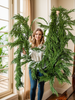 PineGrace™ Evergreen Festive Accent