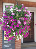 GloryBloom™ Everlasting Floral Beauty