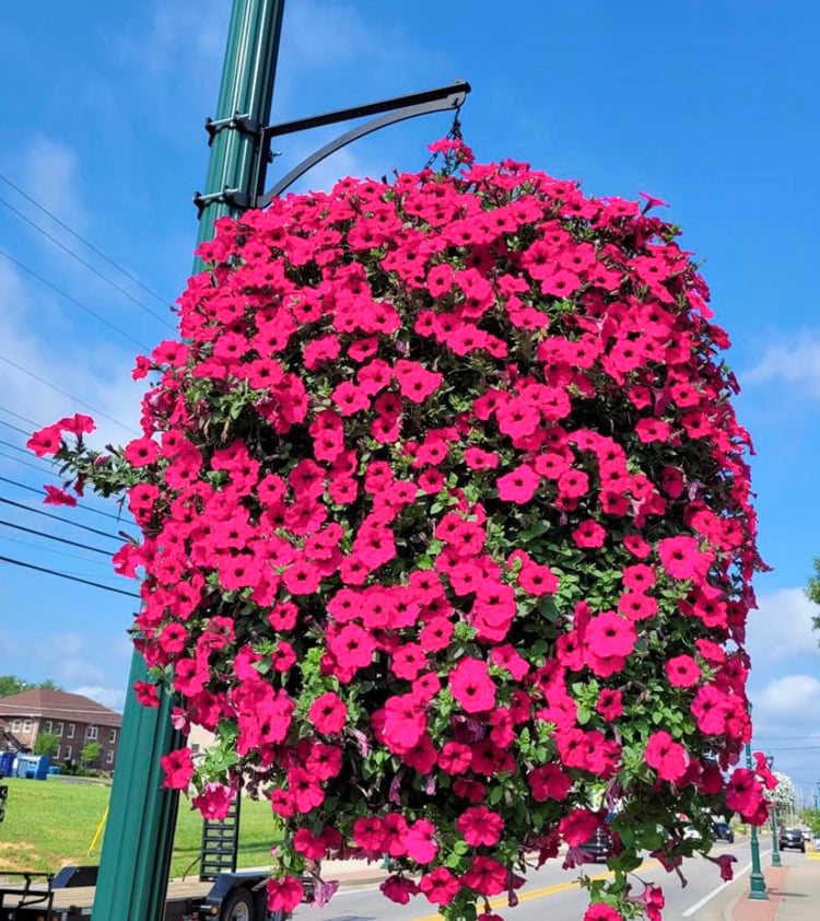 GloryBloom™ Everlasting Floral Beauty