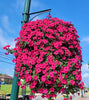 GloryBloom™ Everlasting Floral Beauty