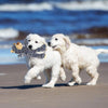 ToughToy™ Durable Pet Entertainment