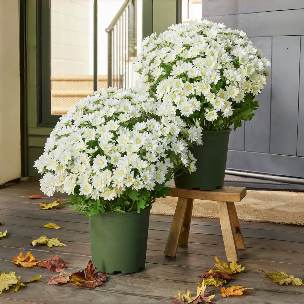 Artificial Mum Flowers | UV-Resistant Silk Blend | Lifelike Fall Decor
