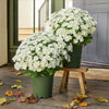 Artificial Mum Flowers | UV-Resistant Silk Blend | Lifelike Fall Decor
