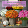 Artificial Mum Flowers | UV-Resistant Silk Blend | Lifelike Fall Decor