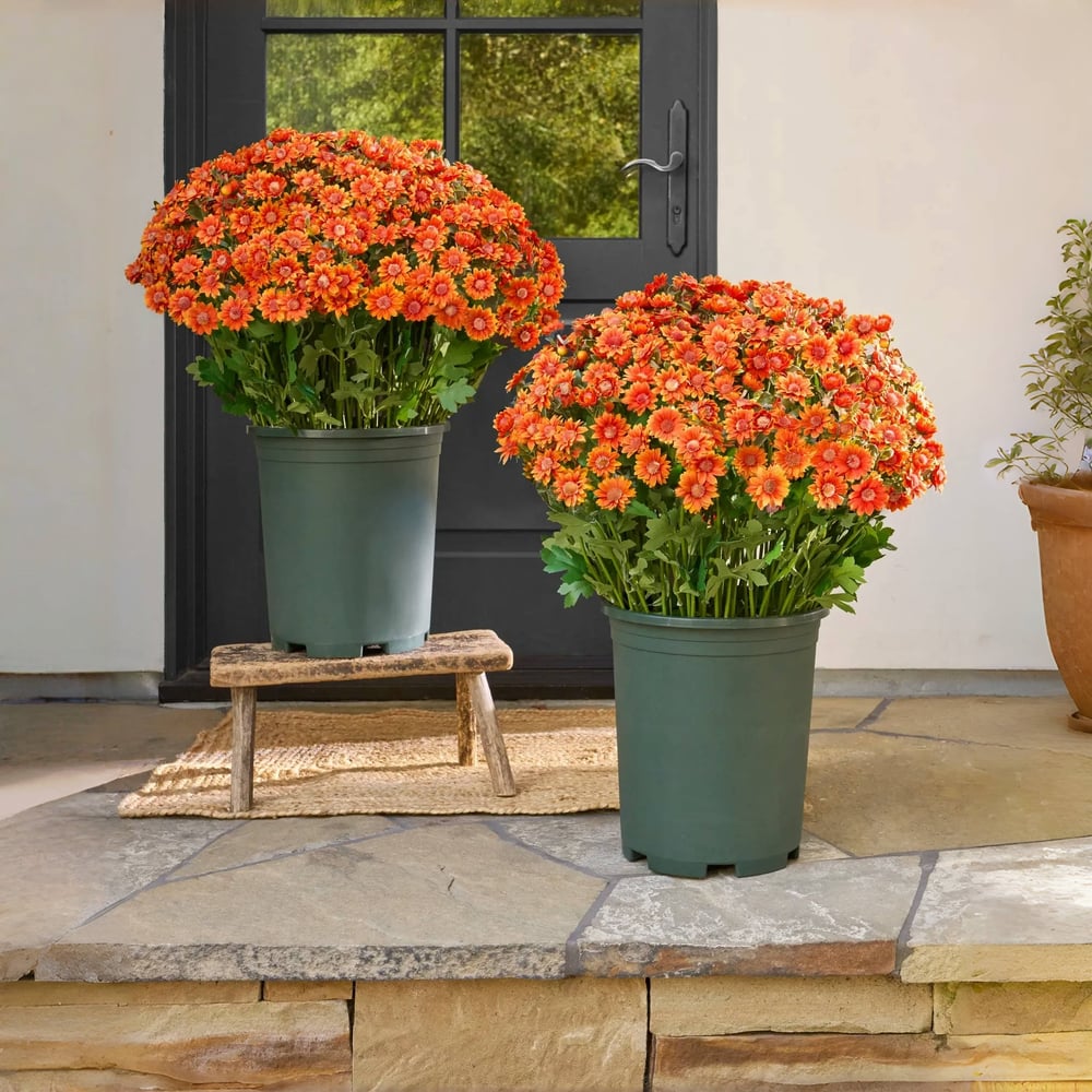Artificial Mum Flowers | UV-Resistant Silk Blend | Lifelike Fall Decor