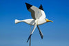 Handmade Garden Windmill | WhimsyMill™ Bird & Animal Design | Wood & Stainless Steel | Outdoor Décor