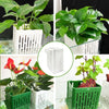 1+1 Free | PlantPod™ Grow Green Underwater