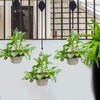GreenLift™ Mess-Free Plant Hanging