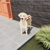 PawPlanter™ Green Pet Oasis