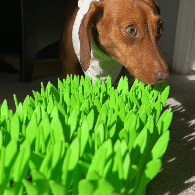 TidyFeast™ Pet-Friendly Meal Pad