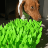 TidyFeast™ Pet-Friendly Meal Pad