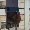 SecureCoop™ Smart Automatic Closure