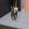 PawPlanter™ Green Pet Oasis