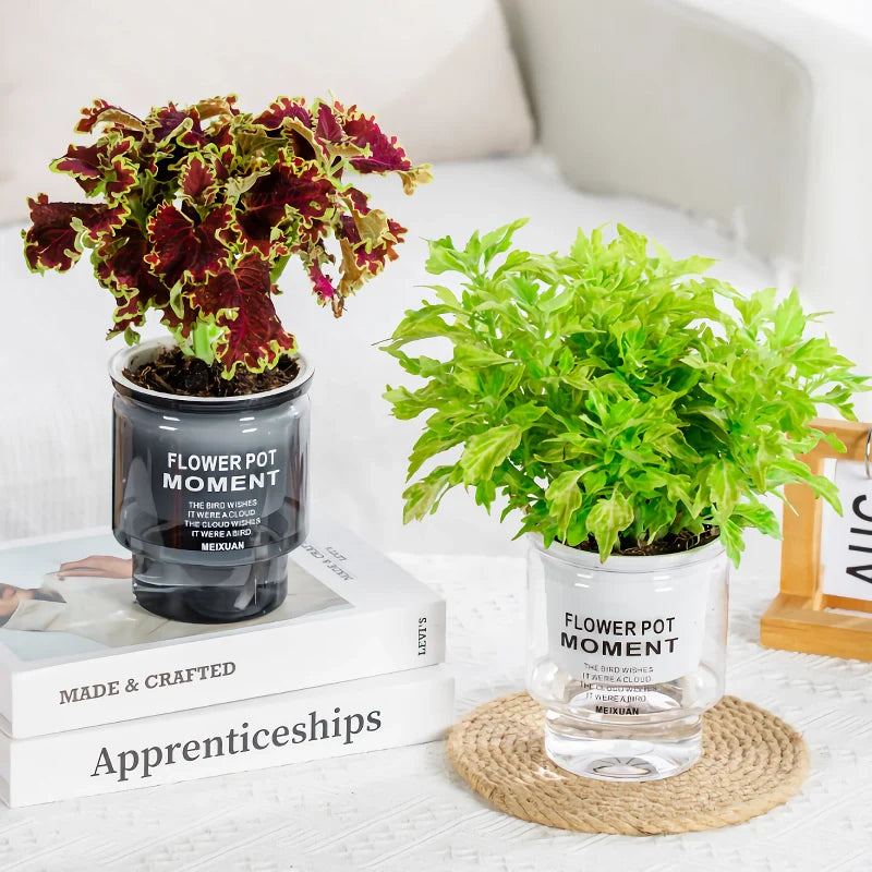 Self-Watering Transparent Succulent Planter