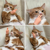 1+1 Free | KittyTickle™ Charming Chase Game
