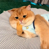 1+1 Free | KittyTickle™ Charming Chase Game