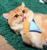 1+1 Free | KittyTickle™ Charming Chase Game