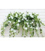 GloryBloom™ Everlasting Floral Beauty