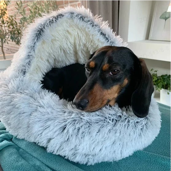 Snugpaws™ - Comfort for Your Pet's Recovery