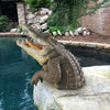 NatureStatue™ Charm Your Garden