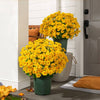 Artificial Mum Flowers | UV-Resistant Silk Blend | Lifelike Fall Decor