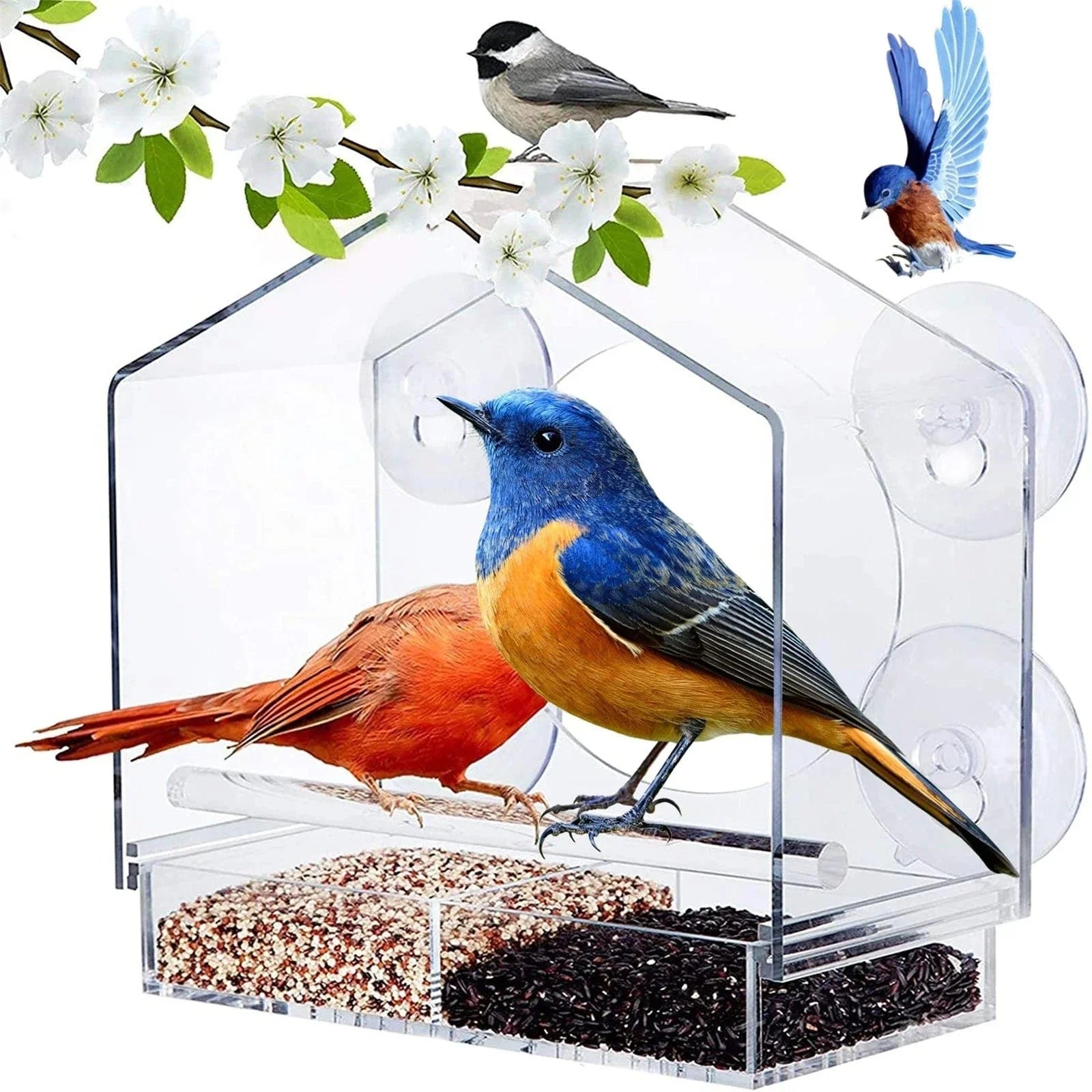 FeatherFeast™ Clear Feeding Delight