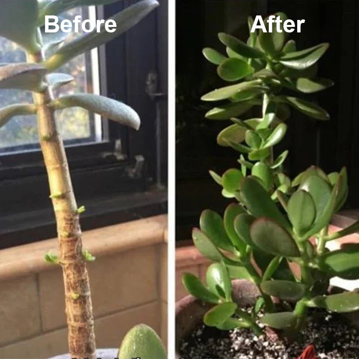 2+1 Free | RootRise™ Faster Plant Recovery