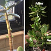 2+1 Free | RootRise™ Faster Plant Recovery